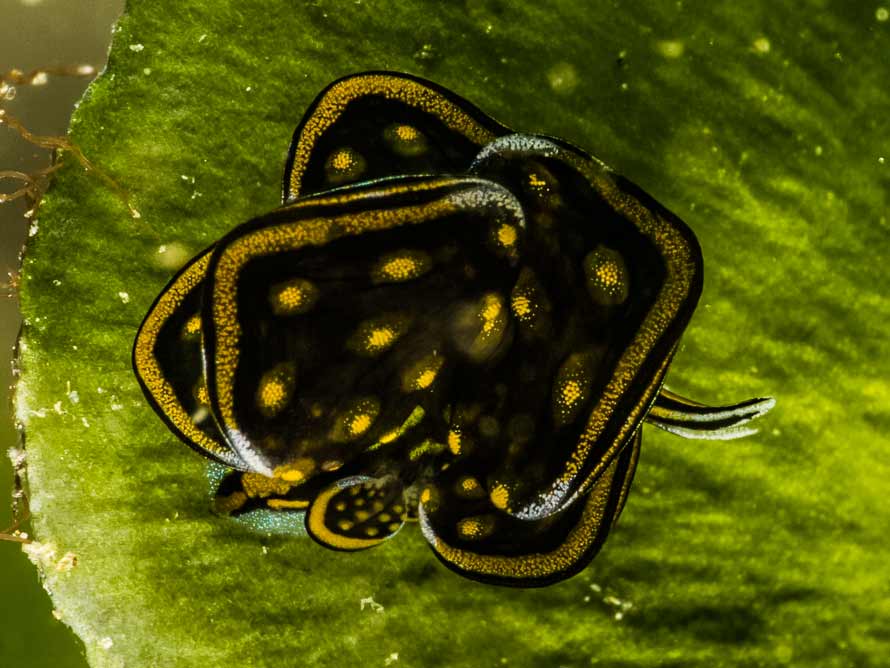 Cyerce nigricans